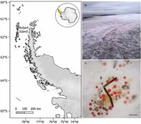 Surface darkening by abundant and diverse algae on an Antarctic ice cap - Nature Communications