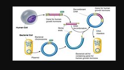 Rekombinant DNA Teknolojisi Nedir ? Bakterilerden Hormon Nasıl Üretilir ?