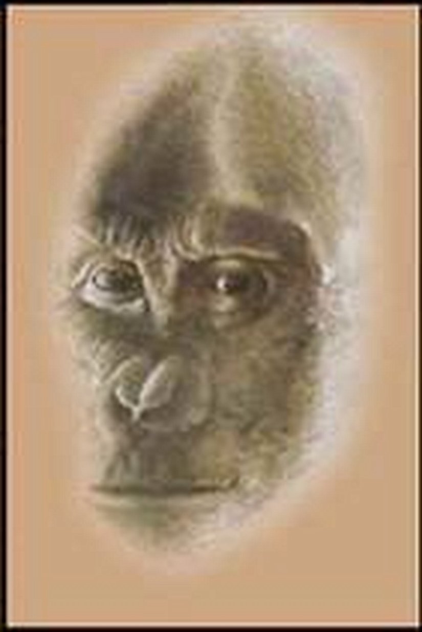 Ouranopithecus (Çizim)