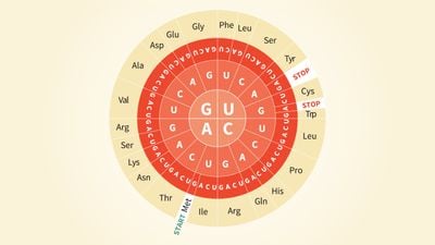 Nükleotit/Kodon Dairesi ve Kod Bolluğu: Kodon Daireleri Nasıl Okunur? Dünya'da Kaç Farklı Aminoasit Çeşidi Var?