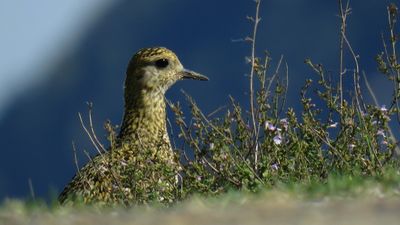 Altın yağmurcun (Pluvialis apricaria)