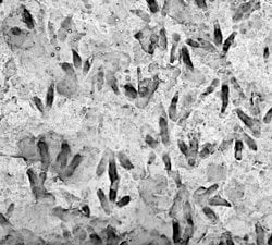 İngiltere’de 166 Milyon Yıllık Dinozor Ayak İzleri Keşfedildi!