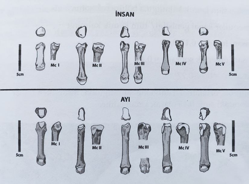 İnsan ve ayı el iskeletinin morfolojik benzerliği