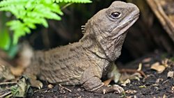 DİNOZORLARIN ÇAĞINDAN GÜNÜMÜZE KALAN EVRİMSEL BİR HATIRA!