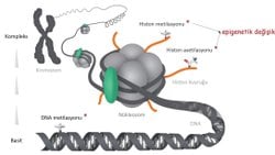 Epigenetik ve Çevresel Faktörlerin Genetik Üzerindeki Etkisi