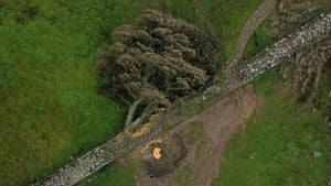 Trial Delayed For Men Charged With Sycamore Gap Tree Felling