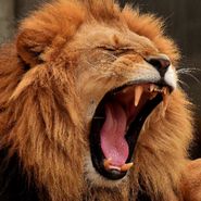 İsmail Baran Aslan