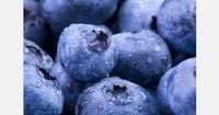 Poland’s blueberry exports fall as local demand grows
