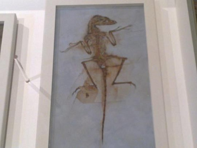 Sinonithosaurus (Fosil)