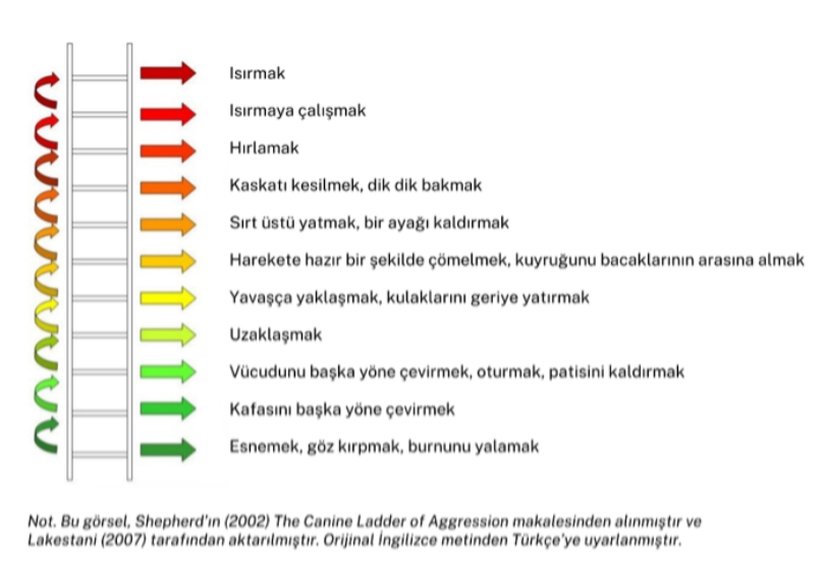 Şekil 2: Köpeklerin Agresiflik Basamakları