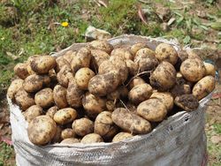 Patatesin 9 Milyon Yıllık Sıradışı Kökeni: Domates ve Etuberosum’un Şaşırtıcı Aşk Çocuğu.