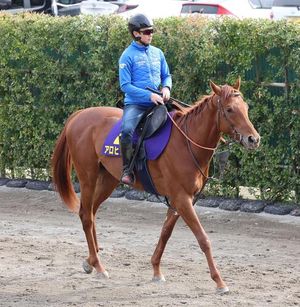 Aloha Arii Gears Up For Satsuki Sho Showdown