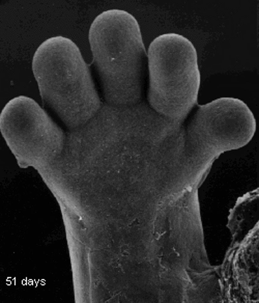 Ana rahmindeki gelişimin 51. günündeki bir bebeğin parmakları...
