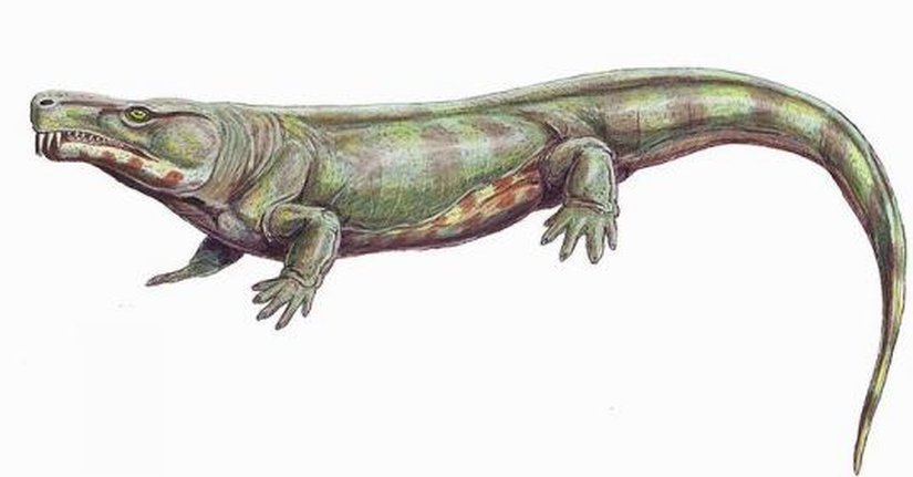 Limnoscelis (Çizim Rekonstrüksiyon)