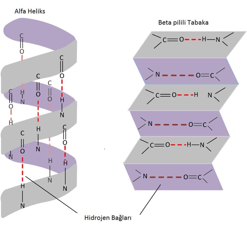 Alfa heliks ve beta pilili tabaka