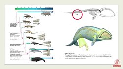 Bildiginiz üzeri balinalarin kullanmadiği kemikleri var . Buna benzer olarak insanlarin kullanmadiği kemik var mi ?