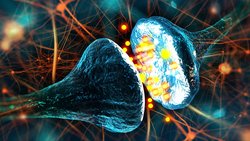 Signal (Impulse) Transmission in Neurons: What is a Synapse? How Fast Are Neurons?