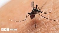UK cases of mosquito-borne chikungunya virus more than double