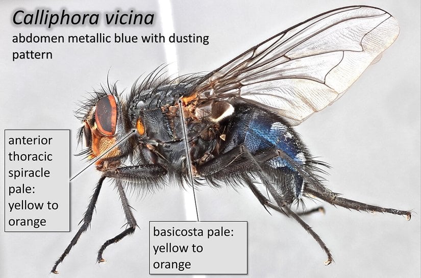 Calliphora vicina
