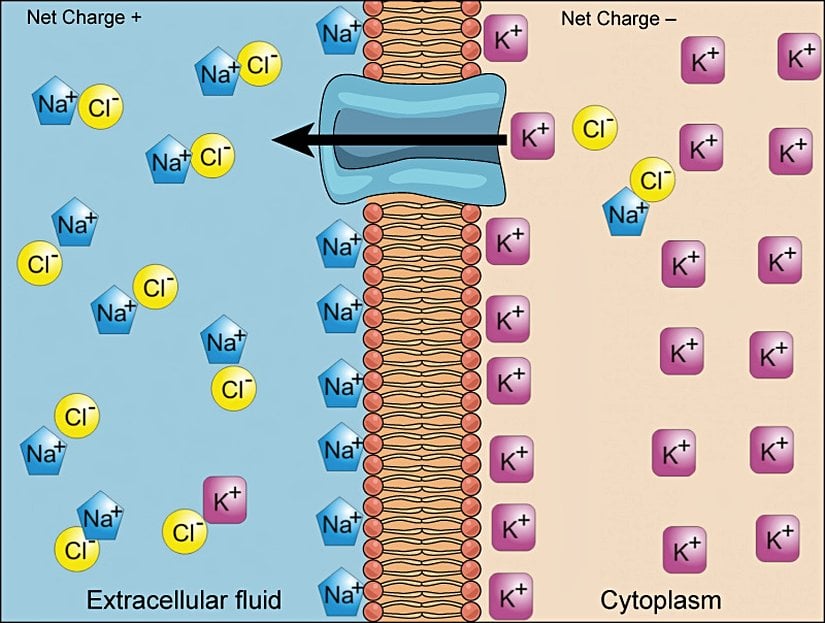 Elektrokimyasal gradyanlar, konsantrasyon gradyanlarının ve elektriksel gradyanların birleşik etkilerinden ortaya çıkar.