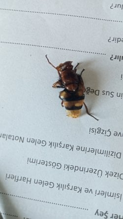 Bu eşek arısı mı yoksa eşek arısı sineği mi?