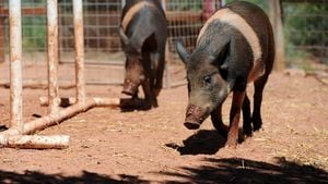 Pigs Demonstrate Cooperation Skills Without Requiring Partners