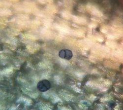 Fotoğrafta görülen mavi renkli oluşumlar nedir?