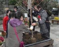 優雅な香りの桜を植樹、鳥取　視覚に障害あっても楽しんで：北海道新聞デジタル