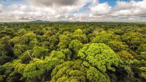 Forestation Efforts Reduce Ozone Levels And Increase Carbon Storage