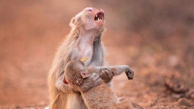 İnsan-Harici Hayvanlarda Ölüme Verilen Tepkiler: Hayvanlar Yas Tutar mı? Keder Hisseder mi?