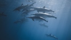 Canlı çeşitliliği nasıl var oldu?