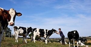 Arla Faces Backlash Over New Methane-Reducing Feed Trial