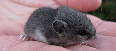 Sağır Farelerde Sesi Algılayabilen Kulak Hücreleri Yeniden Üretildi!