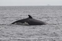 Treaty to protect deep ocean clears way to enter into force