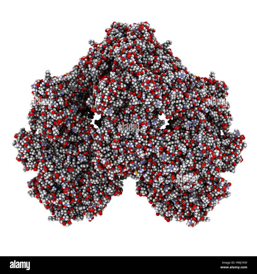 Şekil 8. Laktaz Enzimi
