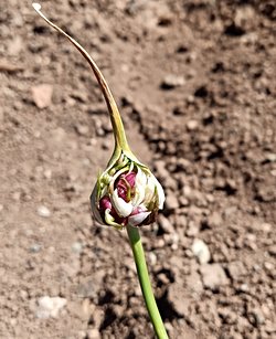 Bugün bahçemde bir sarımsak ta tuhaf birşey farkettim bu nedir?