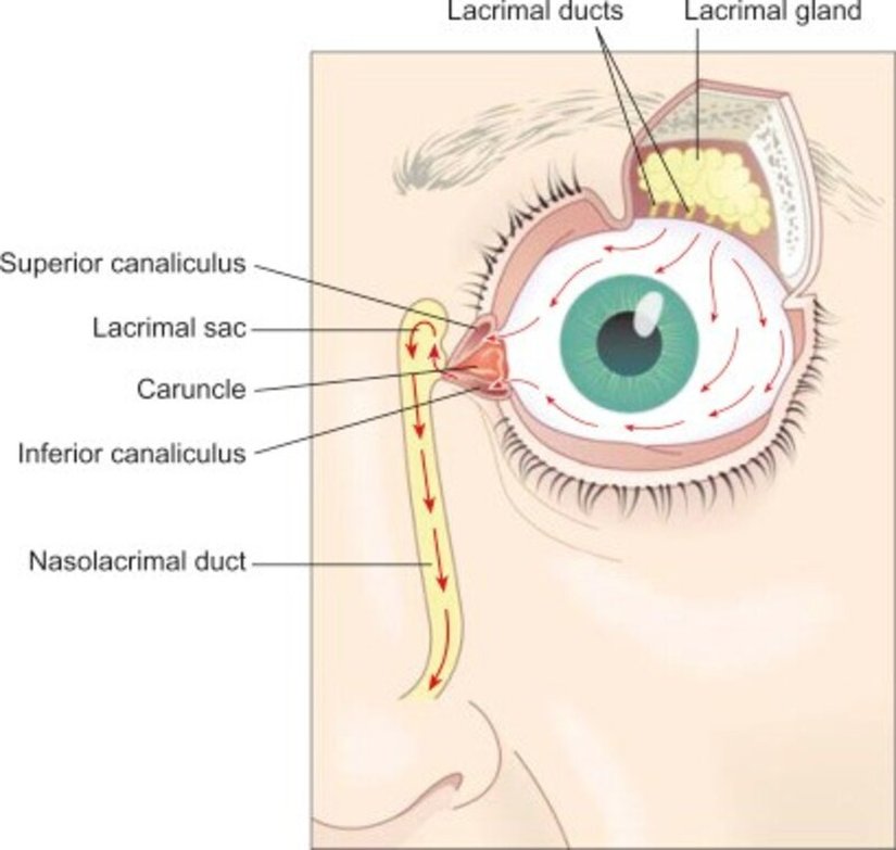 Lakrimal kese, lakrimal kanallar, lakrimal bez