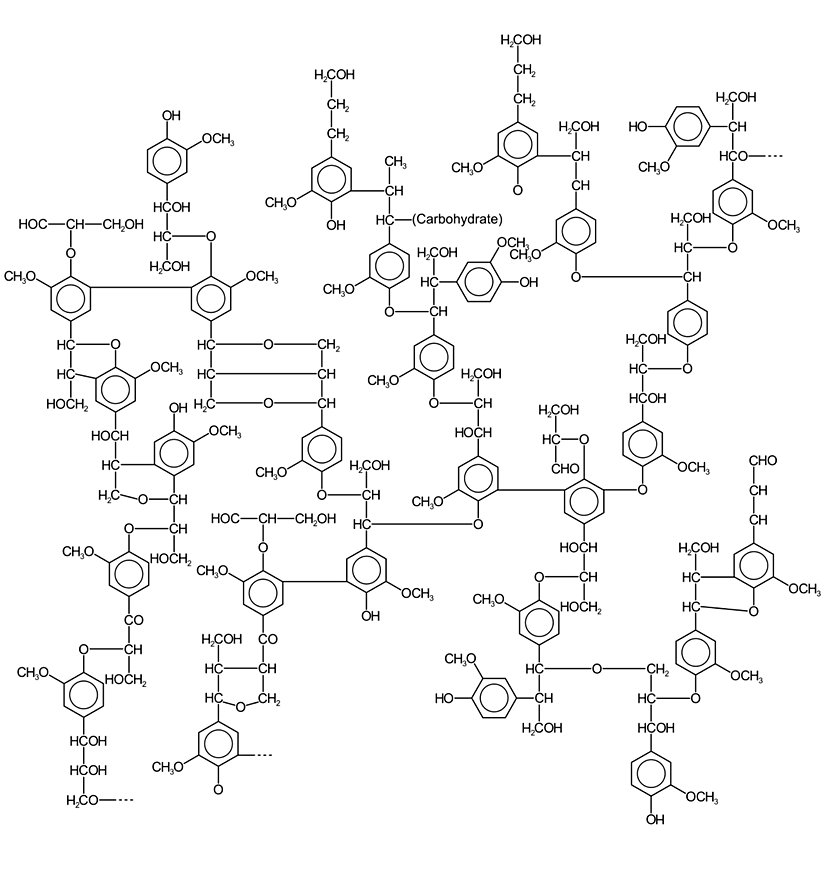 Bitkinin yumuşak dokusundan idealize edilmiş lignin molekülünün yarı açık formülü. Göründüğü gibi fenolik hücreler birbirlerine çapraz şekilde bağlılar.