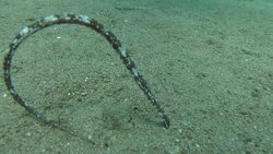 Deniz İğnesi (Nerophis sp.,)