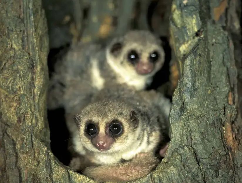 Kış uykusuna yatan tek primatlar olan lemurlar