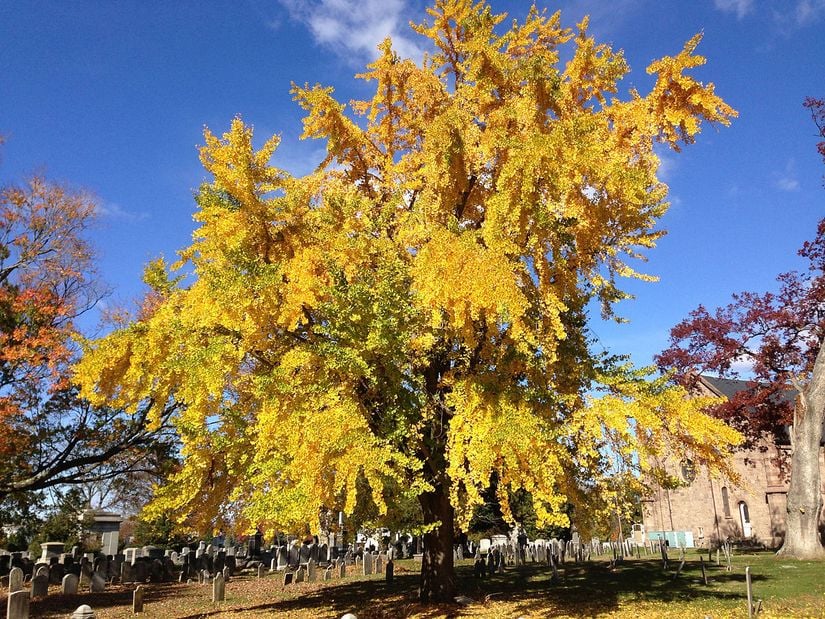 Ginkgo Biloba, Mabet Ağacı ("New Jersey")