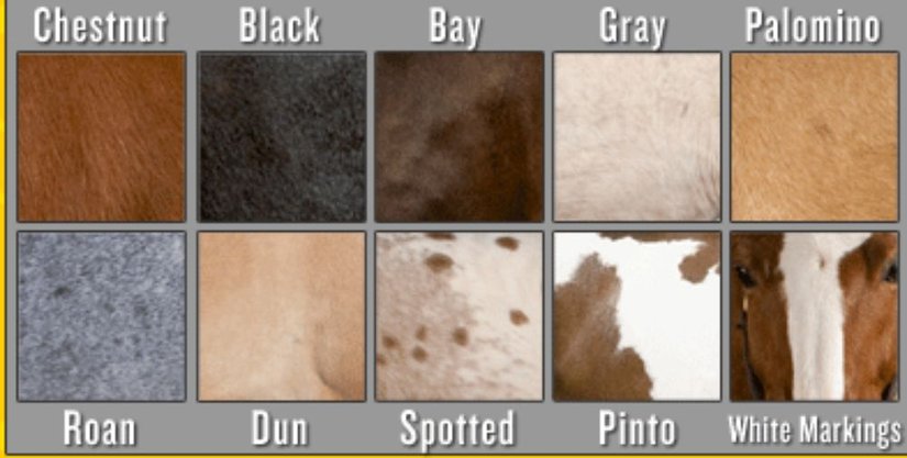 Farklı At Renklerini Gösteren Bir Tablo
