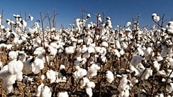 Melez Canlılar, Uyumsuz RNA'larla Nasıl Hayatta Kalabiliyor?