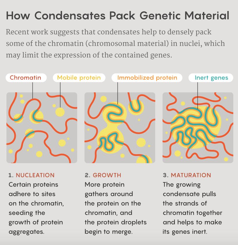 Yapılan son araştırmalarda; yoğuşmanın çekirdekteki kromatinin bir kısmının içeriği, genlerin ekspresyonunu kısıtlayarak yoğun bir şekilde paketlenmesine yardımcı olduğu ortaya konuldu. Görsel 1’de çekirdeklenme evresi anlatılmaktadır. Bu evrede bazı proteinler, kromozomlar üzerindeki bölgelere yapışarak protein kümelerinin büyümesini sağlar. Görsel 2’de büyüme evresi anlatılmaktadır. Bu evrede kromatinin üzerine daha fazla sayıda protein yapışır ve protein damlacıkları birleşmeye başlar. Görsel 3’de ise olgunlaşma evresi anlatılmaktadır. Bu evrede de genişleyen yoğuşma damlacıkları kromatinleri kendilerine çekmeye başlar ve genlerin susturulmasına yardımcı olur.