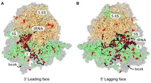 New Insights Into RNA Unwinding By DEAD-Box Helicase Ded1p