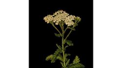 Civanperçemi Bitkisinin Mitolojik Hikayesi (Achillea Millefolium)