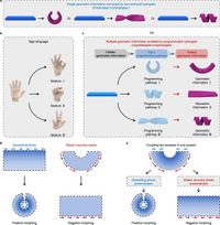 Multi-mode geometrically gated encryption with 4D morphing hydrogel - Nature Communications