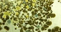 Killer fungus could ravage Europe infecting millions as world at tipping point