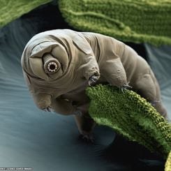 Kara Yosunundaki Tardigrad