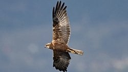 Saz delicesi (Circus aeruginosus)